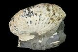Discoscaphites Gulosus Ammonite - South Dakota #155424-1